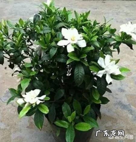 我是山西太原的,我想养栀子花,请问一下北方能养活栀子花吗,怎么养?