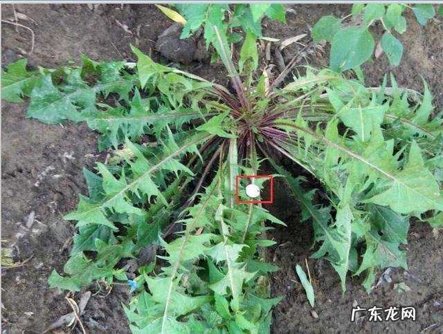 糖尿病患者的饮食禁忌有哪些?