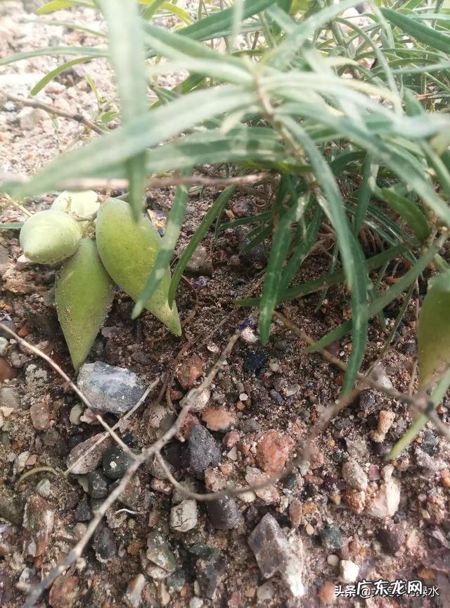 农村以前有种叫“羊奶角”的野果,大家了解它吗?