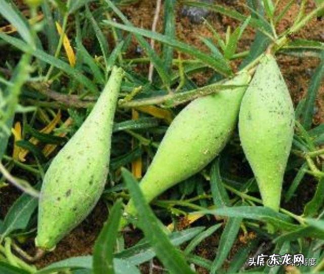 农村以前有种叫“羊奶角”的野果，大家了解它吗？