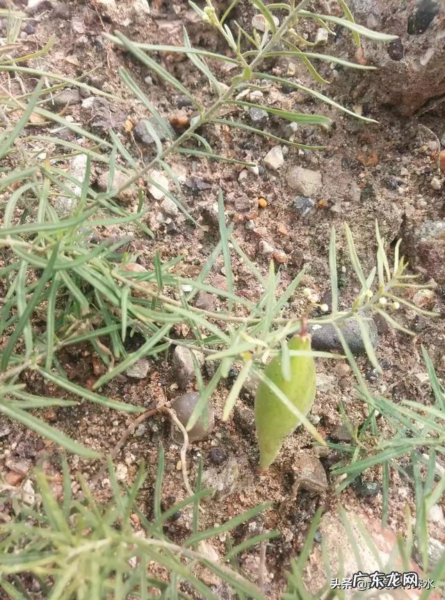 农村以前有种叫“羊奶角”的野果，大家了解它吗？