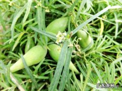 农村以前有种叫“羊奶角”的野果，大家了解它吗？