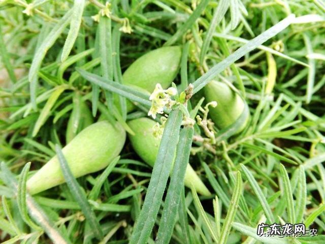 农村以前有种叫“羊奶角”的野果,大家了解它吗?