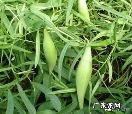 农村以前有种叫“羊奶角”的野果,大家了解它吗?