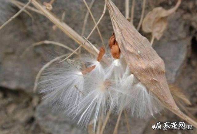 农村以前有种叫“羊奶角”的野果，大家了解它吗？