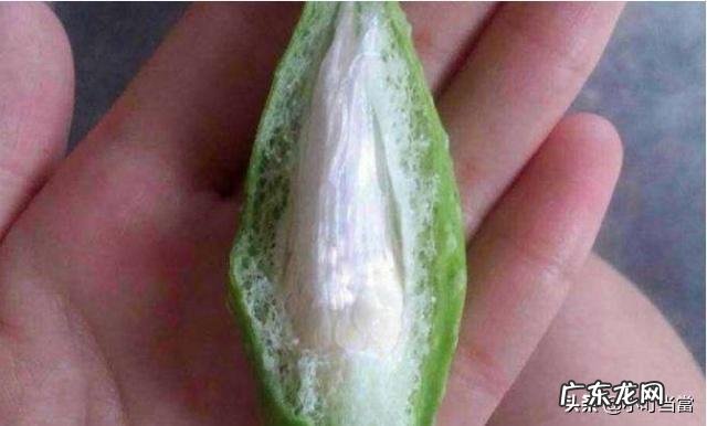 农村以前有种叫“羊奶角”的野果,大家了解它吗?