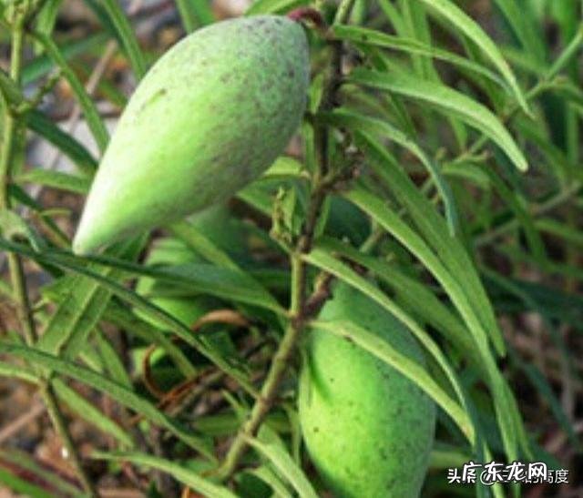 农村以前有种叫“羊奶角”的野果，大家了解它吗？