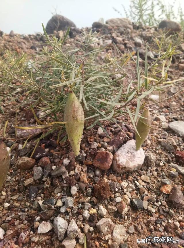 农村以前有种叫“羊奶角”的野果，大家了解它吗？