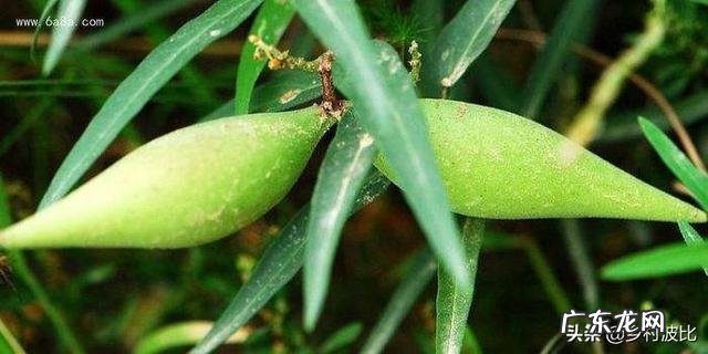 农村以前有种叫“羊奶角”的野果,大家了解它吗?