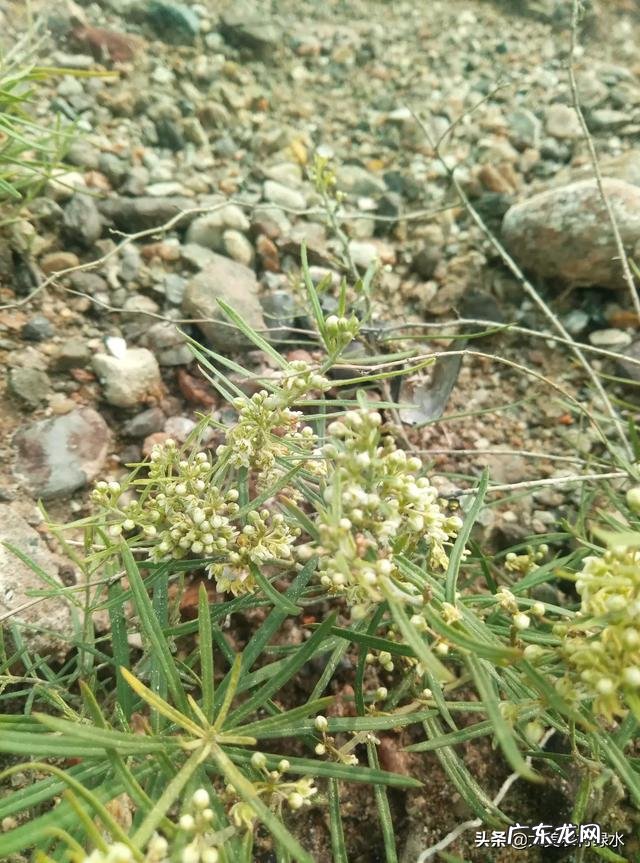 农村以前有种叫“羊奶角”的野果，大家了解它吗？