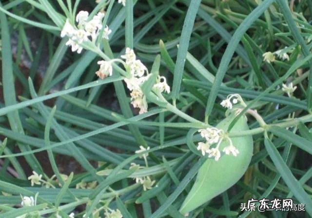 农村以前有种叫“羊奶角”的野果，大家了解它吗？