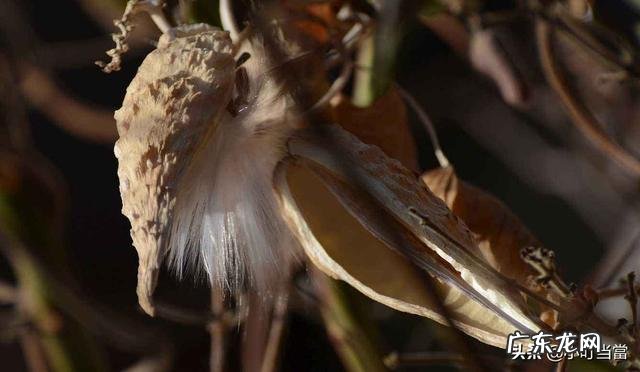 农村以前有种叫“羊奶角”的野果,大家了解它吗?