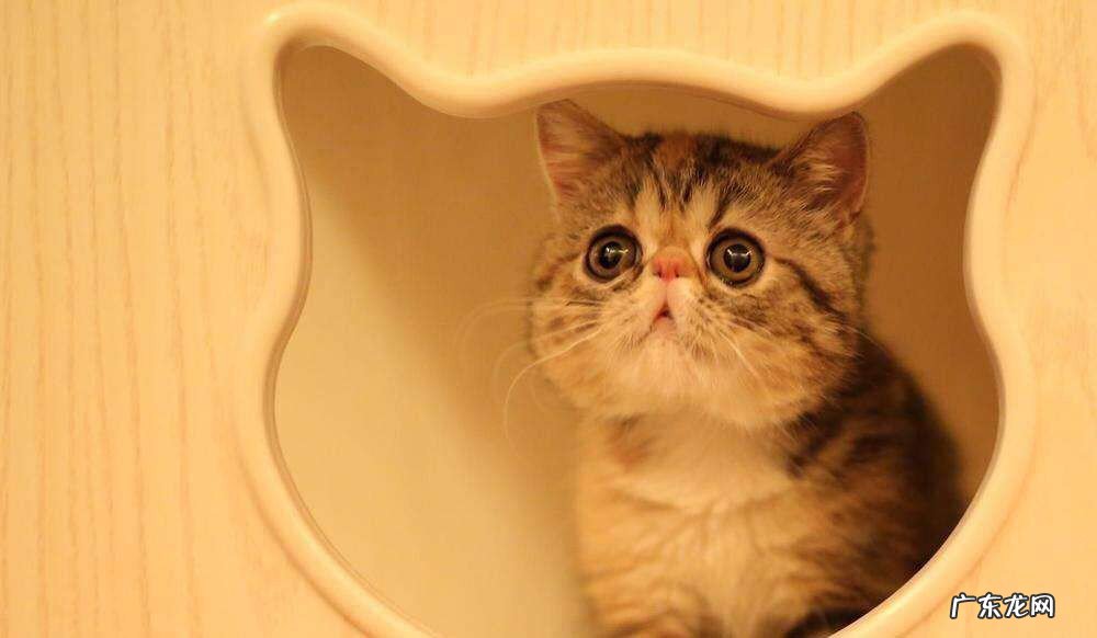 写猫的精彩句子