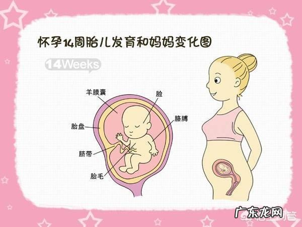 怀孕十四周,胎儿的正常体重是多少?