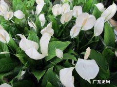 5种寓意好又漂亮的花