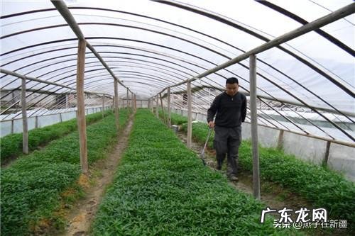 蔬菜价格止跌了,后面是要涨吗?