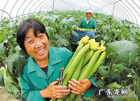 蔬菜价格止跌了,后面是要涨吗?