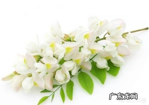 洋槐花虽然好吃,但不一定谁都可以吃,哪些人不能吃洋槐花?