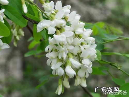 洋槐花虽然好吃,但不一定谁都可以吃,哪些人不能吃洋槐花?