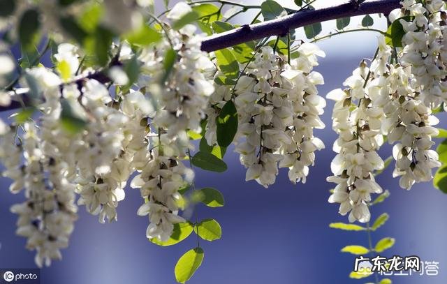 洋槐花虽然好吃,但不一定谁都可以吃,哪些人不能吃洋槐花?