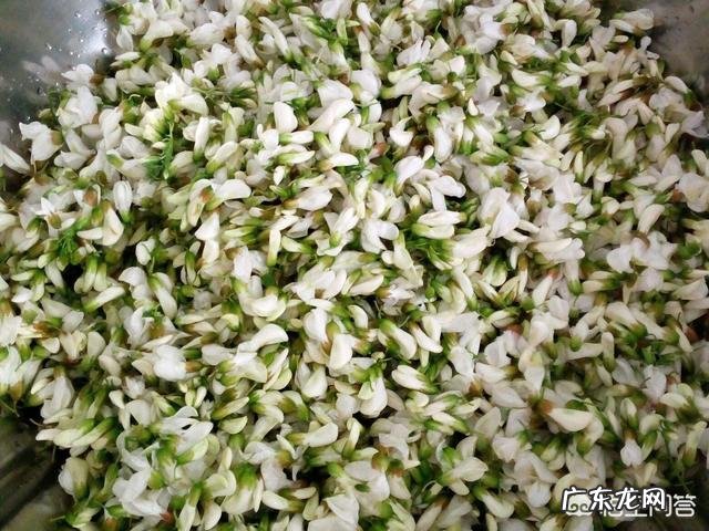 洋槐花虽然好吃,但不一定谁都可以吃,哪些人不能吃洋槐花?