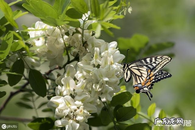 洋槐花虽然好吃,但不一定谁都可以吃,哪些人不能吃洋槐花?