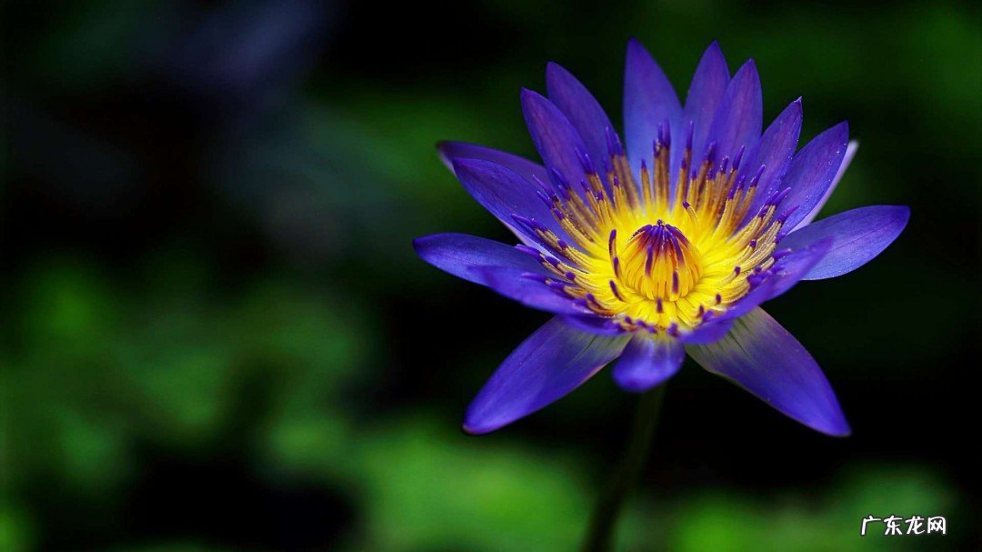 乐观到极致的句子