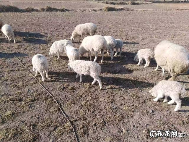 羊羔多少天能喂育肥料？