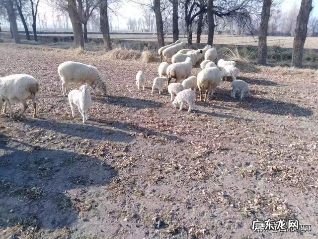 羊羔多少天能喂育肥料?