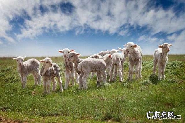 羊羔多少天能喂育肥料？