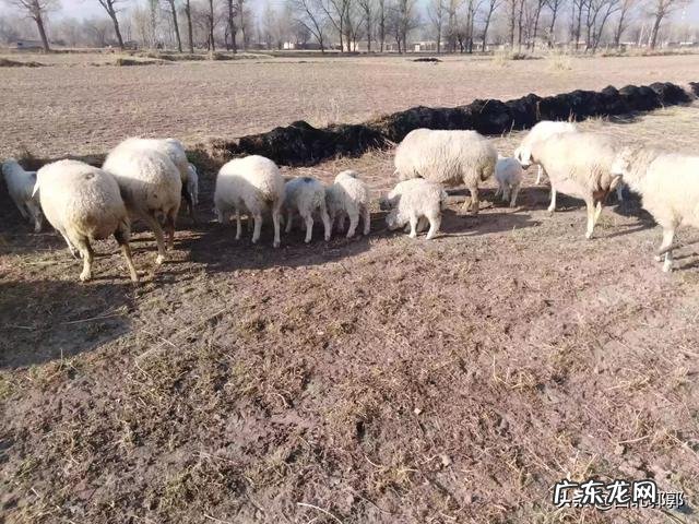 羊羔多少天能喂育肥料？