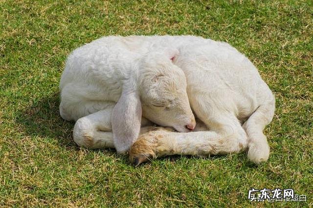 羊羔多少天能喂育肥料？