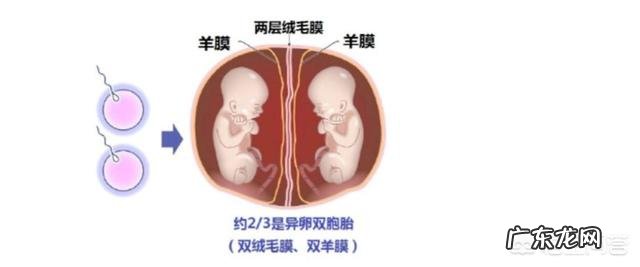 哪些人容易生双胞胎？