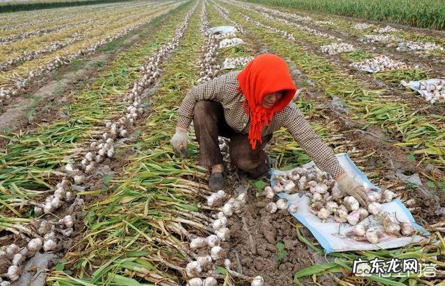 糖醋大蒜怎么做？