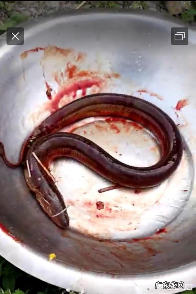 有人说农村的野生黄鳝吃了会有寄生虫,是不是真的?