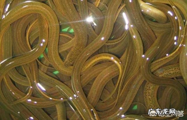 有人说农村的野生黄鳝吃了会有寄生虫,是不是真的?