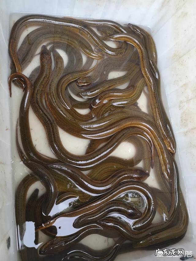 有人说农村的野生黄鳝吃了会有寄生虫,是不是真的?