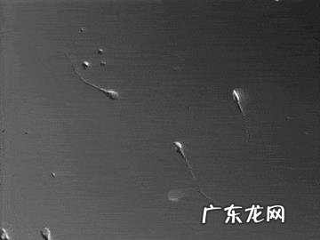 促排卵怀不上什么原因?每次都有正常排卵,为什么就是怀不上呢?