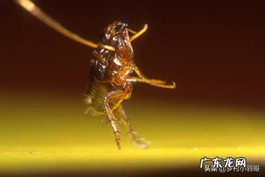 农村家庭如何杀死跳蚤?