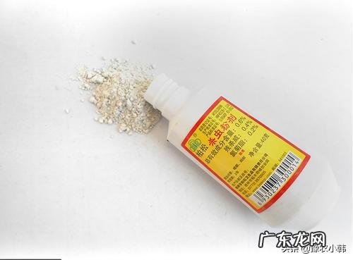 农村家庭如何杀死跳蚤?