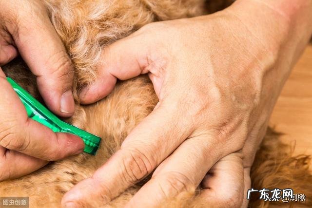 农村家庭如何杀死跳蚤?