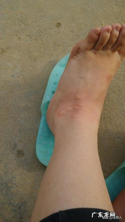 农村家庭如何杀死跳蚤？