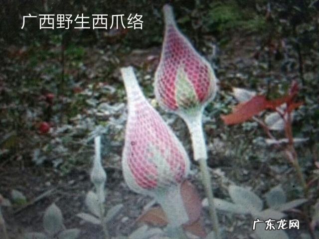 秦皮,玉米须和丝瓜络一起熬煮的功效?如何正确配比?