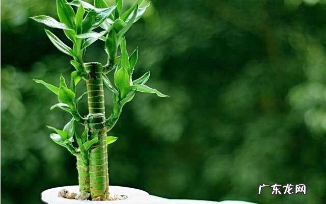 养水竹有什么讲究么
