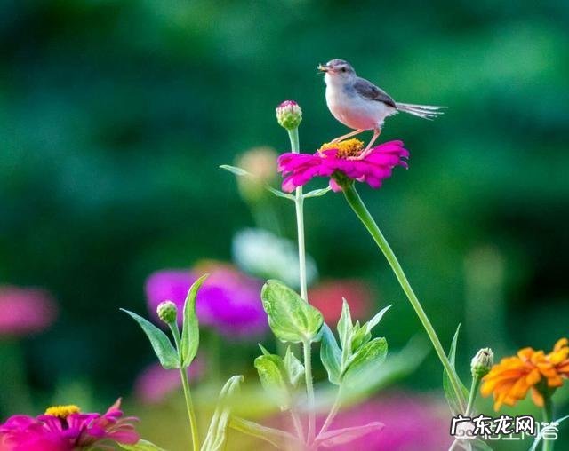 怎样教育四岁的孩子学习？