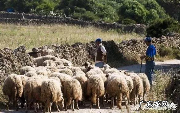 农村有个院子,还有几间屋,养殖什么好呢,什么挣钱?