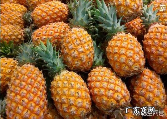 菠萝怎样种植?