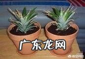 菠萝怎样种植?
