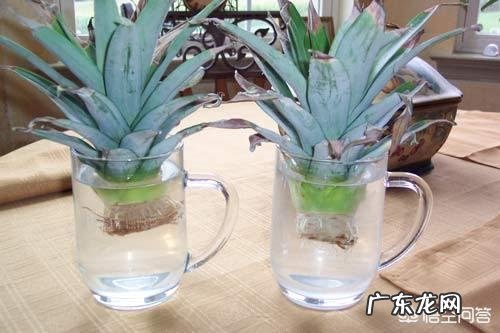 菠萝怎样种植？