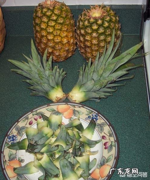 菠萝怎样种植?